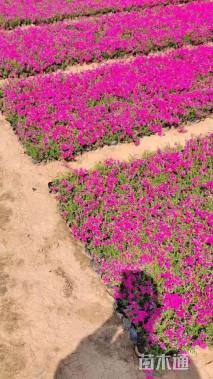 高度16厘米丛生福禄考