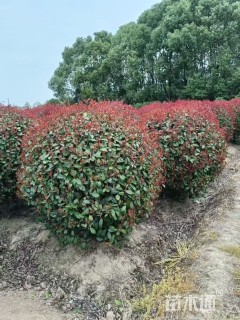 冠幅140厘米红叶石楠球
