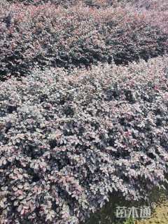 高度40厘米红花继木小苗