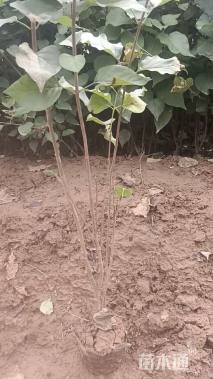 高度60厘米丁香