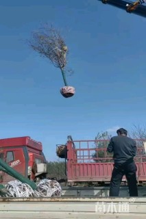 15公分红粉佳人樱