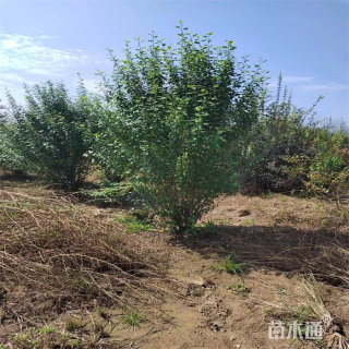 高度200厘米丛生木槿