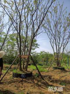 50公分(5杆)丛生朴树