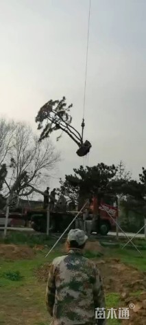 25公分松树