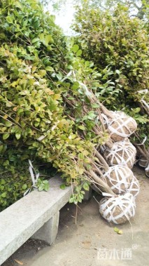 高度200厘米茶花