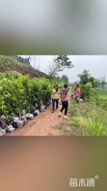 高度60厘米核桃小苗