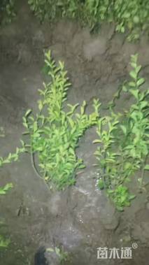 高度40厘米卫矛