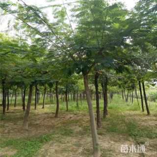 18公分合欢