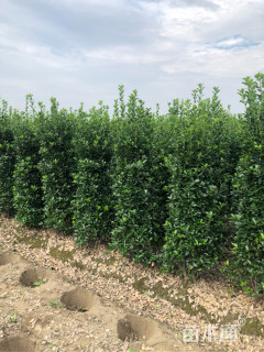 高度230厘米大叶黄杨柱