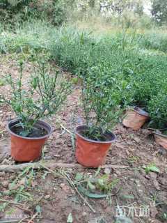 高度20厘米荷兰菊