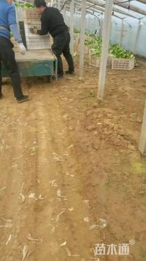 高度15厘米羽衣甘蓝