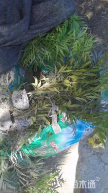 高度30厘米十大功劳