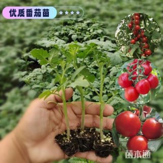 大杯苗盆栽番茄