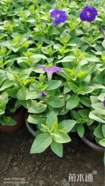 高度20厘米矮牵牛