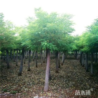 12公分金枝槐