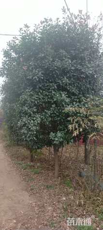 10公分红叶石楠