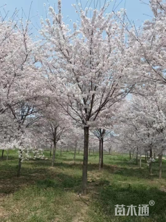 8公分染井吉野樱