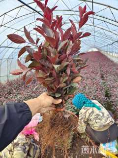 高度20厘米紫叶矮樱小苗