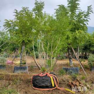 12公分红果冬青