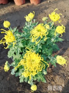 高度30厘米野菊