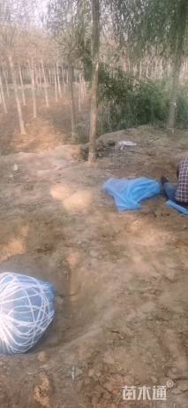 16公分嫁接垂柳