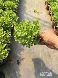 高度20厘米芙蓉菊