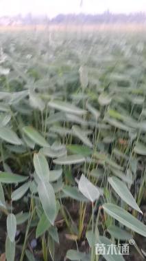 高度40厘米再力花