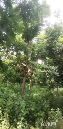 14公分栾树