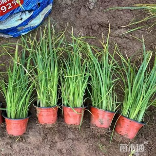 高度45厘米马莲