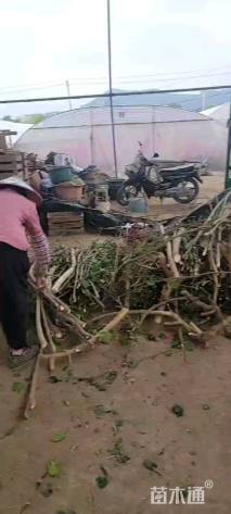 高度20厘米三角梅