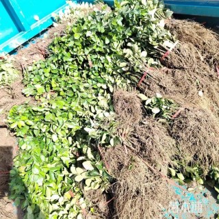 高度10厘米卫矛