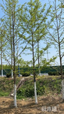 高度350厘米银杏小苗