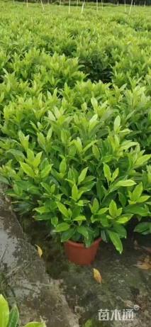 130厘米非洲茉莉