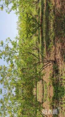 高度500厘米丛生黄栌