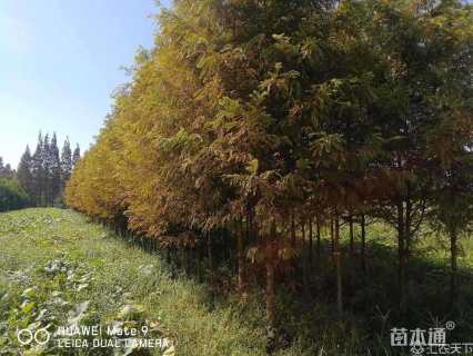 10公分意杨