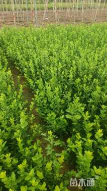 高度30厘米卫矛