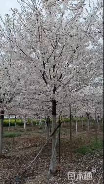 11公分樱花