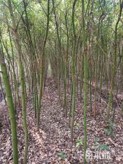 3公分香樟