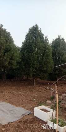 高度700厘米白皮松