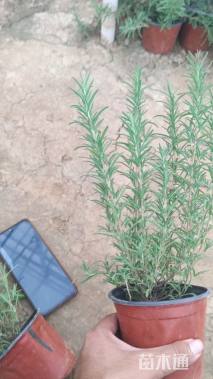 高度20厘米迷迭香