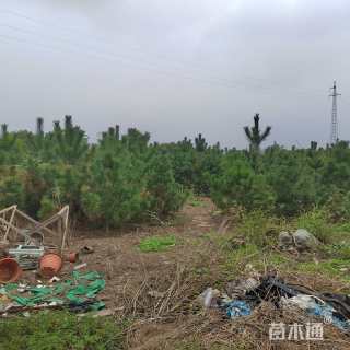 高度200厘米黑松