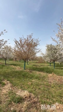 17公分染井吉野樱