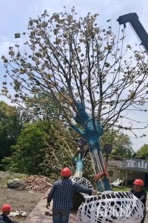 18公分香樟