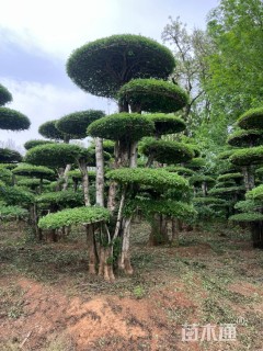 40公分对节白蜡