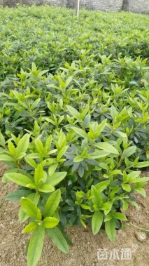 高度30厘米春鹃