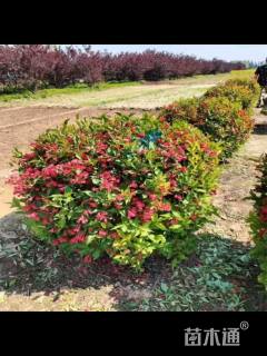 高度100厘米红王子锦带球