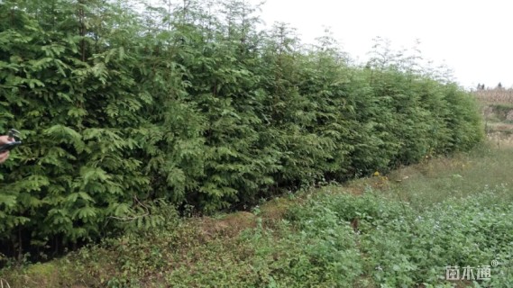 高度80厘米水杉小苗
