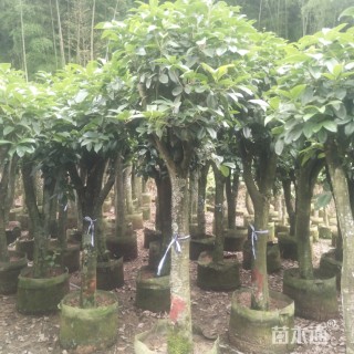 25公分桂花