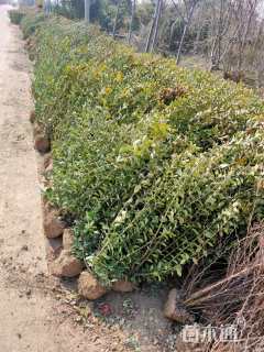 高度80厘米卫矛