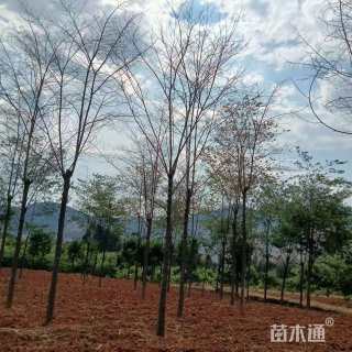 12公分滇朴